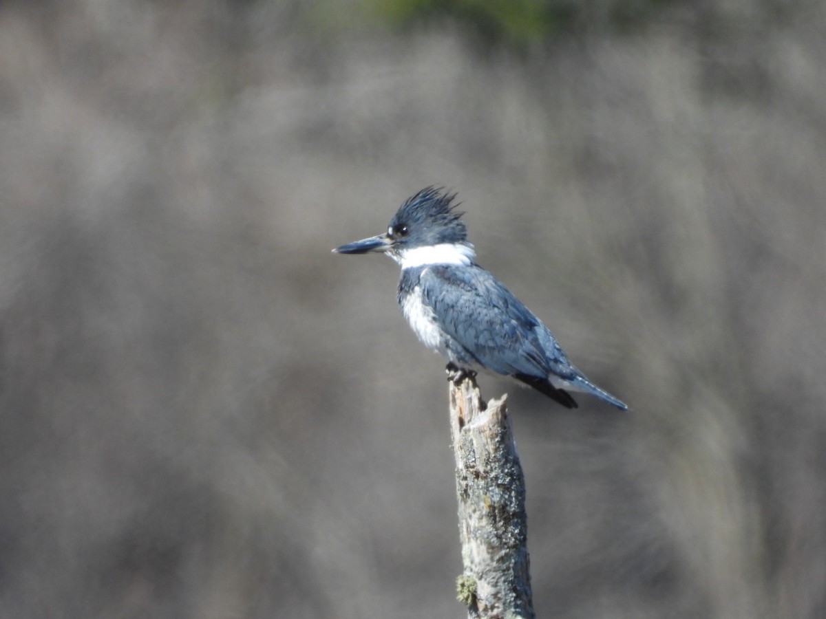 Belted Kingfisher - Olivier Dansereau