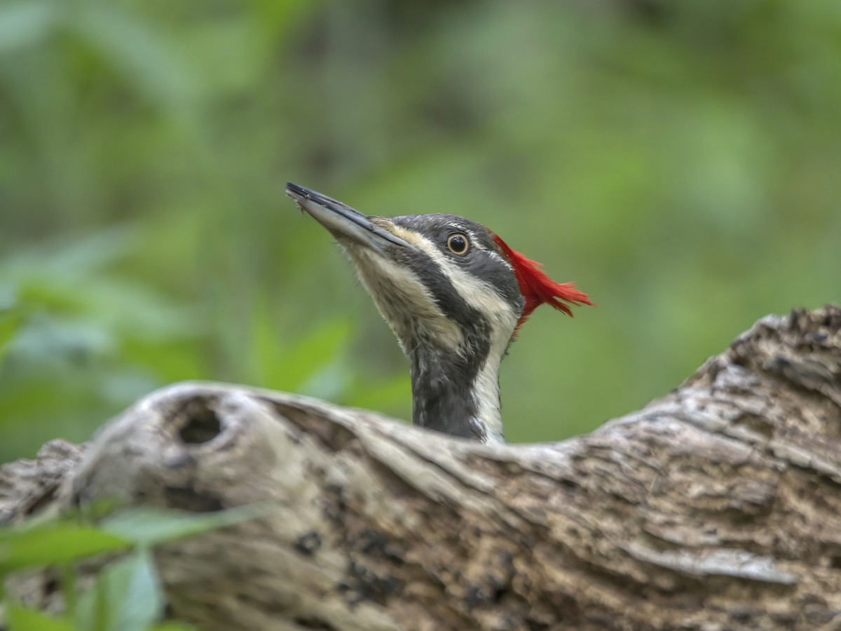 Pileated Woodpecker - Justin Kolakowski