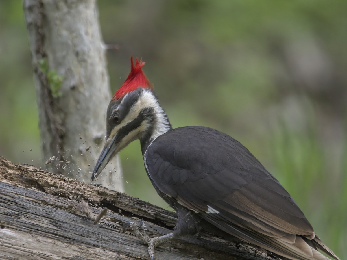 Pileated Woodpecker - Justin Kolakowski