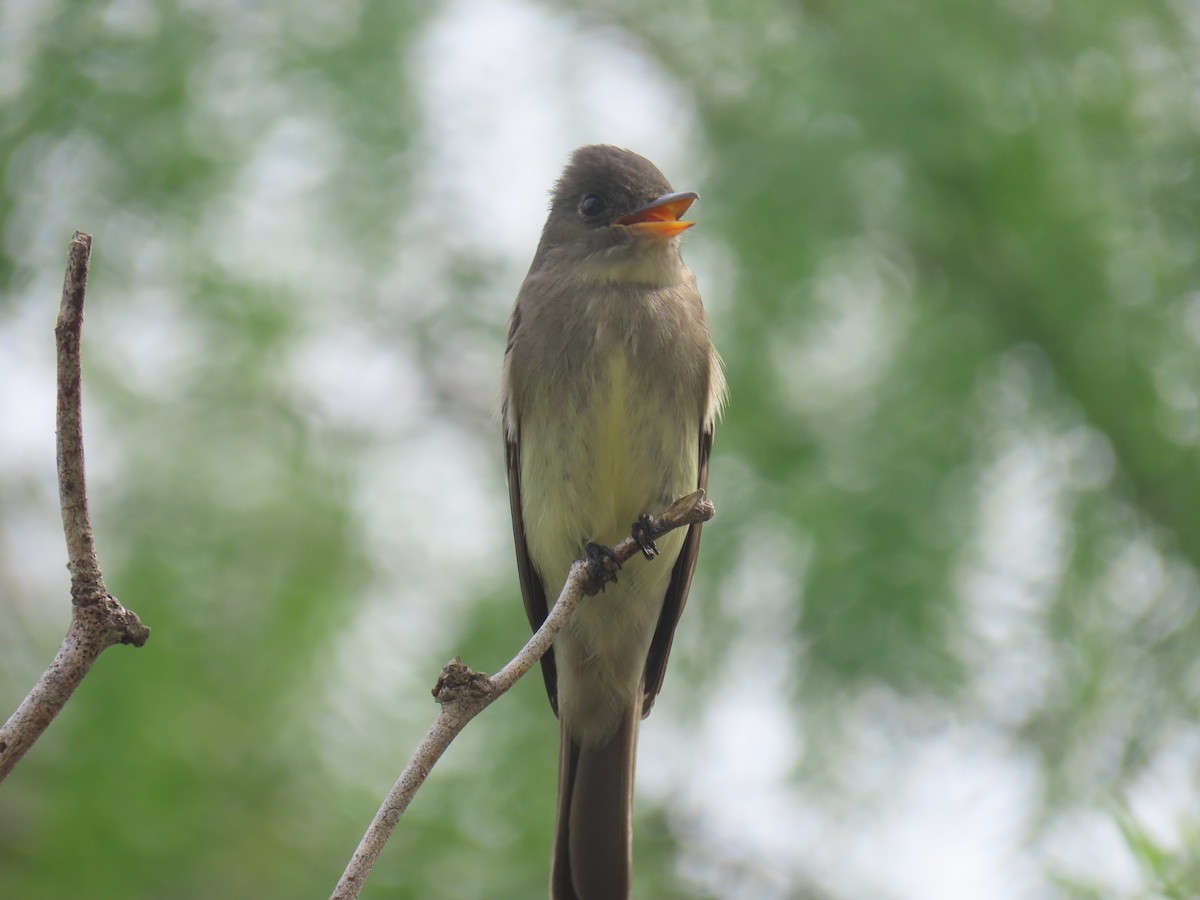 Eastern Wood-Pewee - Alan Morris