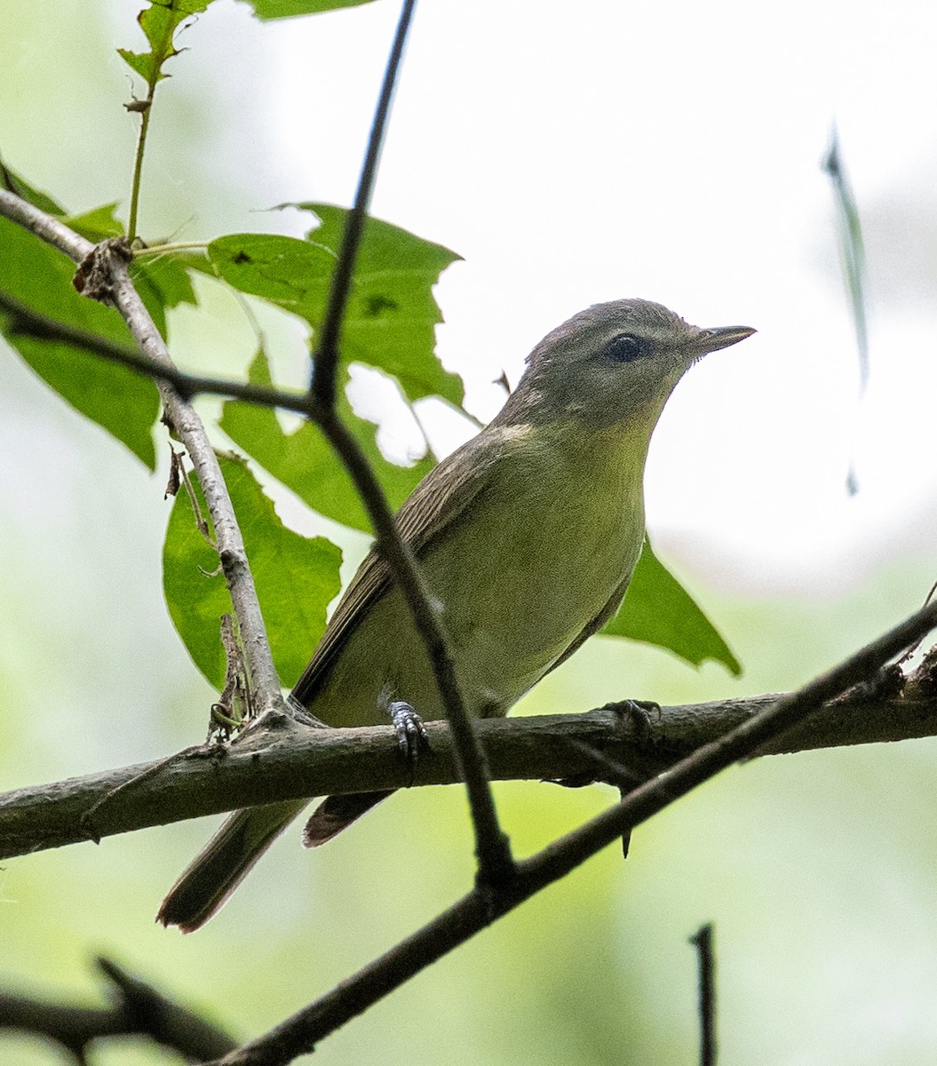 Philadelphia Vireo - ML618291459