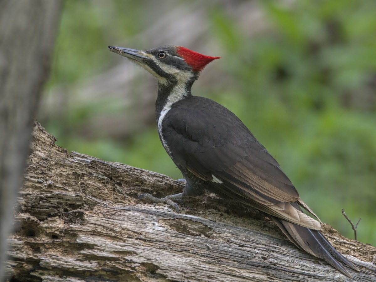 Pileated Woodpecker - Justin Kolakowski