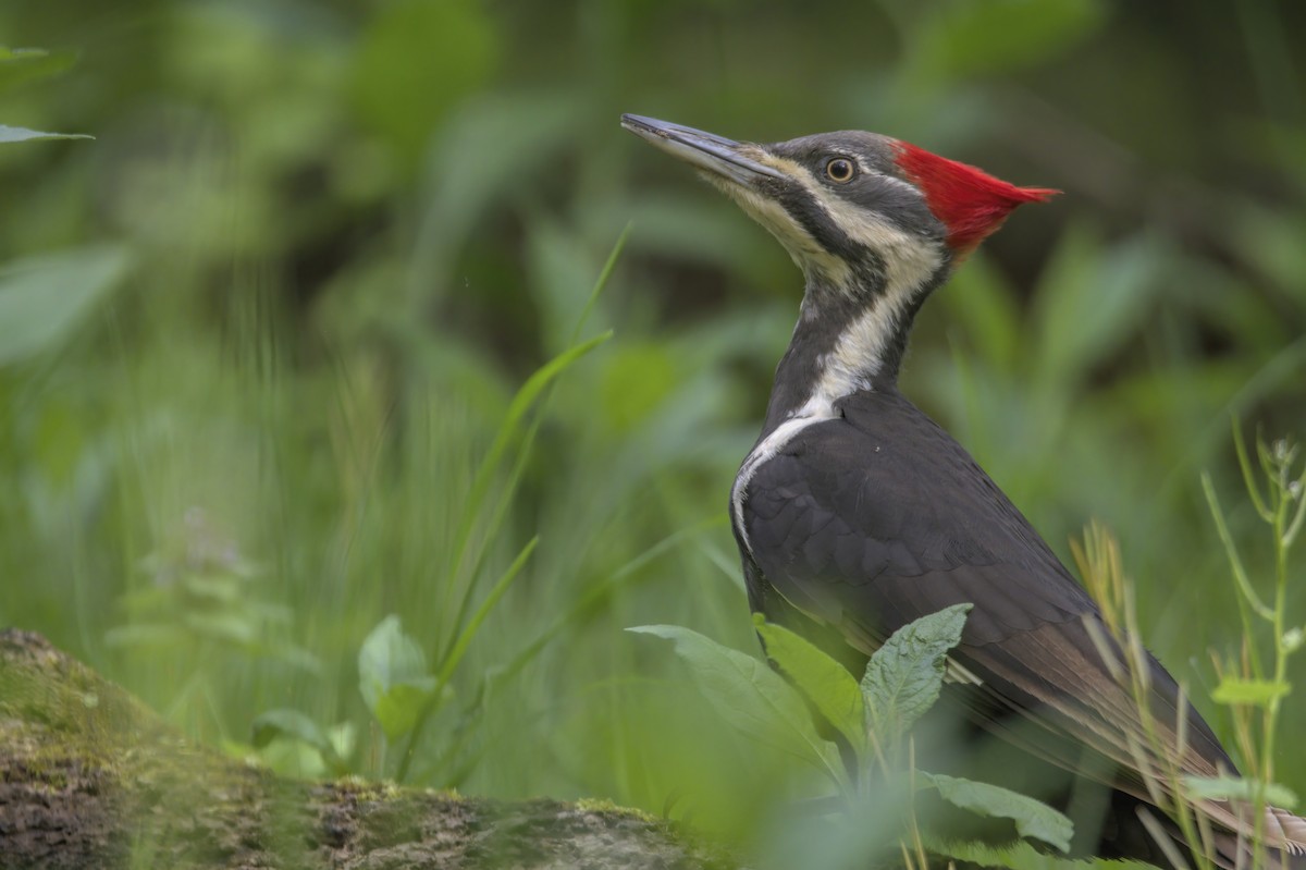 Pileated Woodpecker - Justin Kolakowski