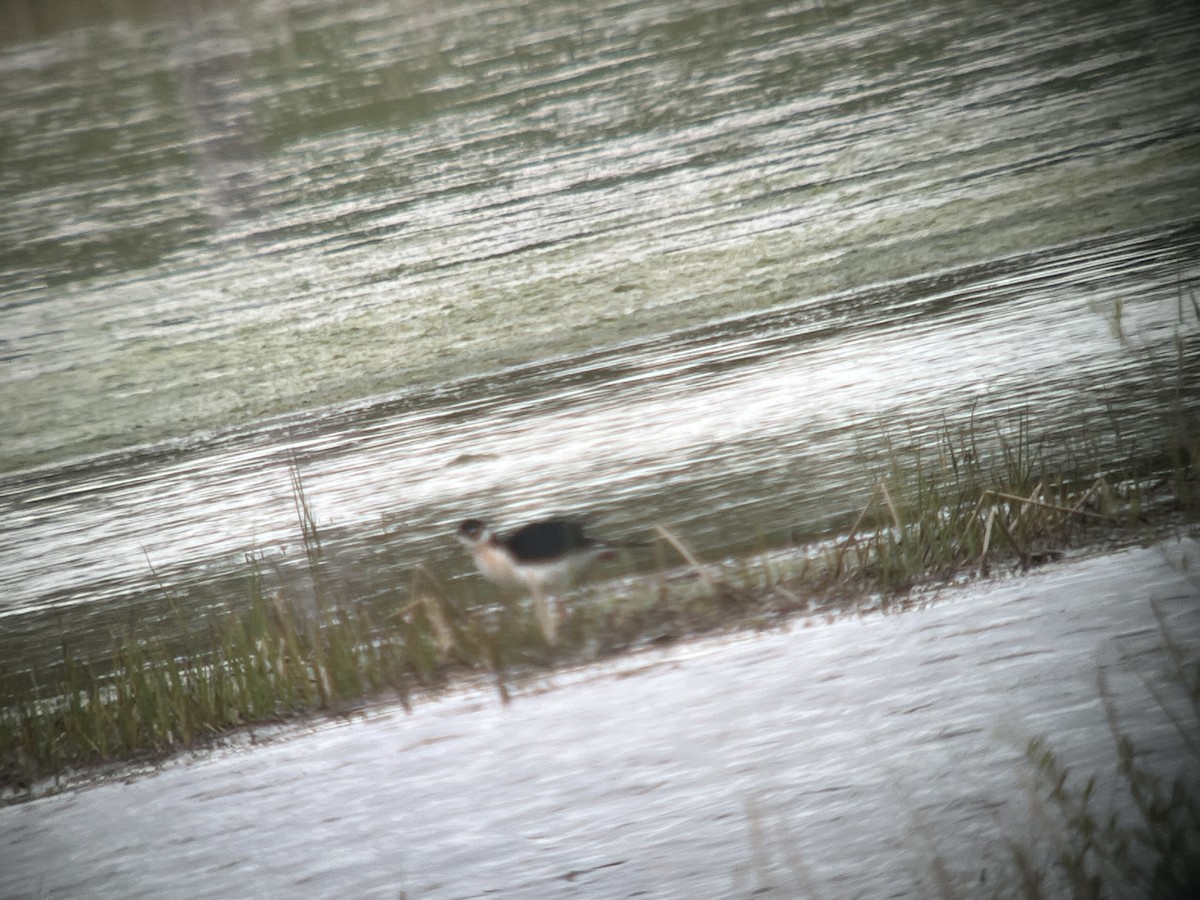 Black-necked Stilt - ML618291467