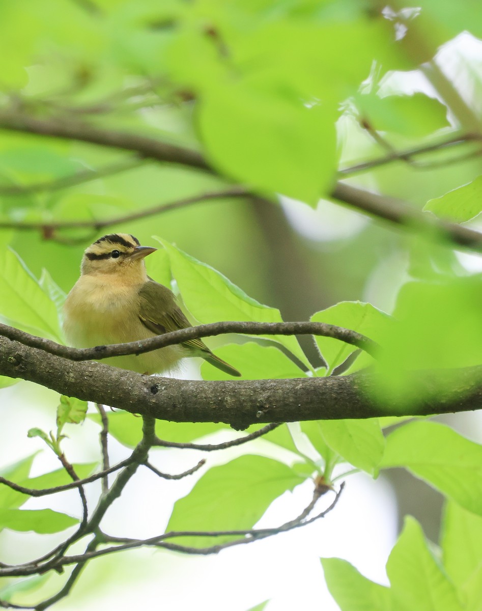 Worm-eating Warbler - Ezra H