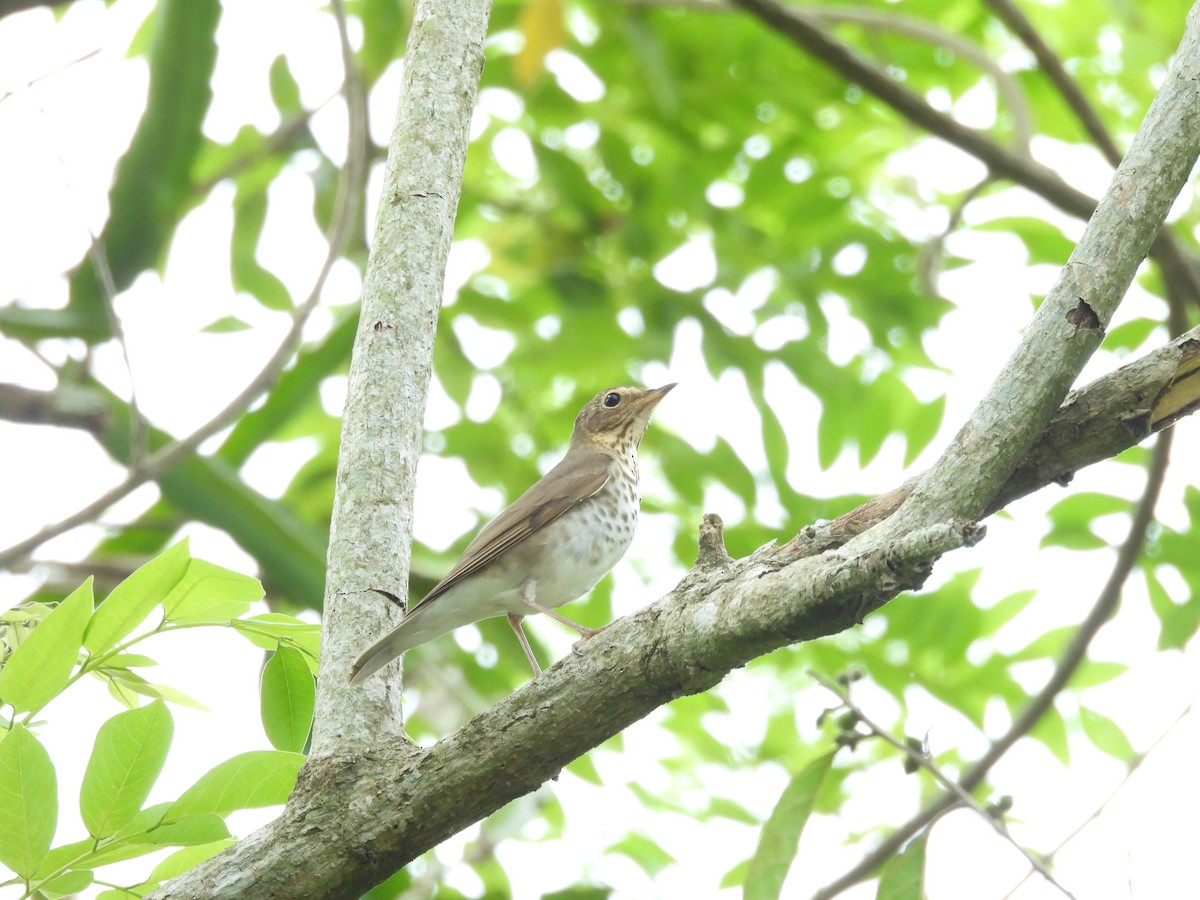 Swainson's Thrush - Manuel Graniel