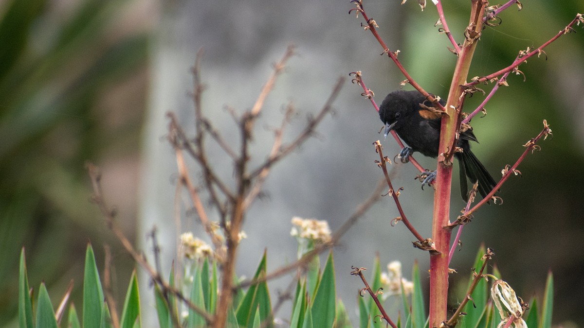 Variable Oriole - Ludmila Berrueta