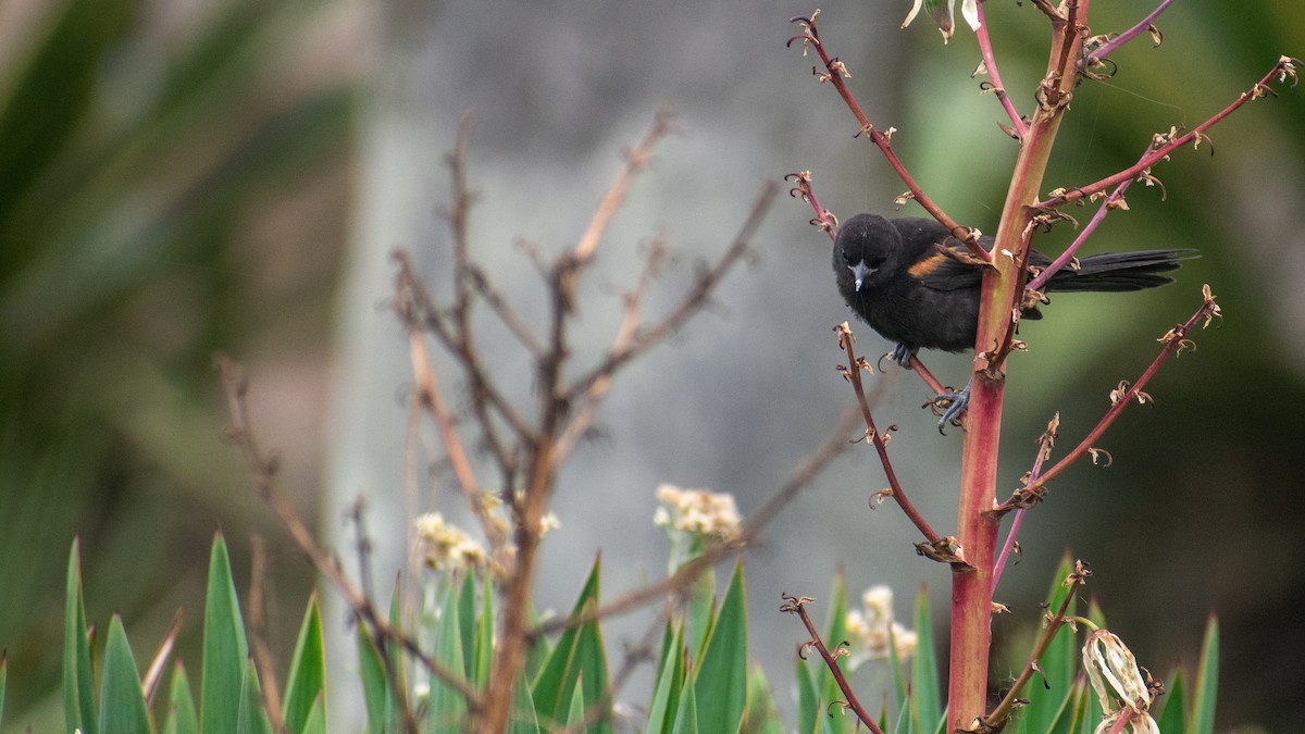 Variable Oriole - ML618291523