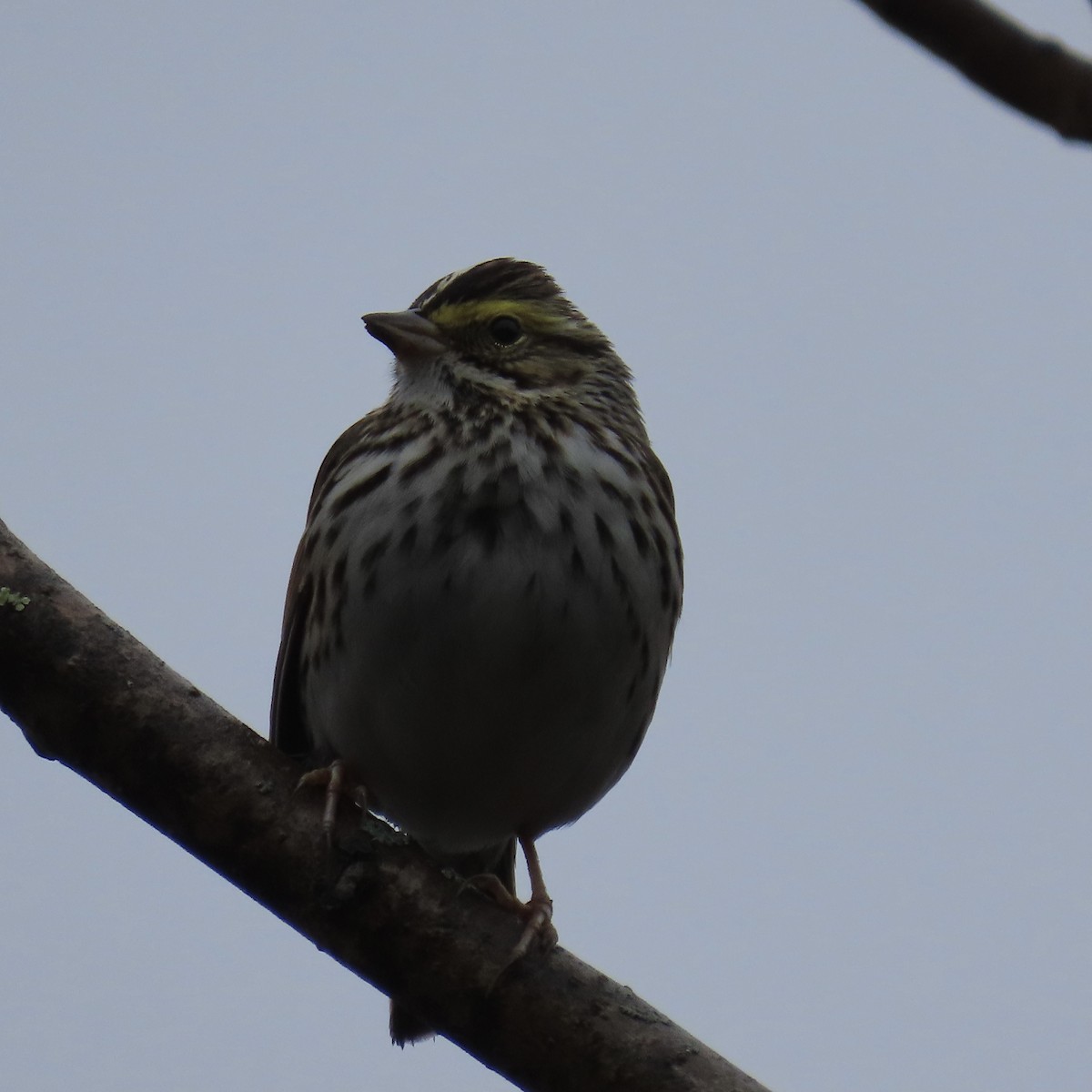 Savannah Sparrow - Laurel Smith