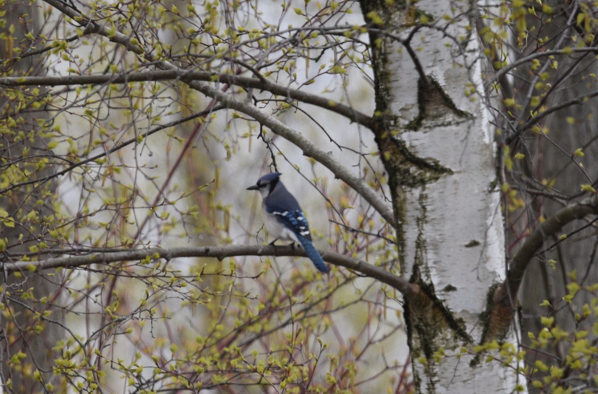 Blue Jay - Steven McClellan