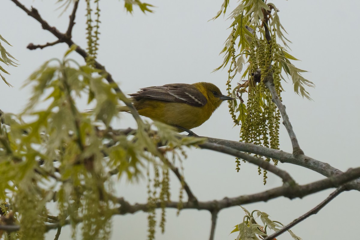 Orchard Oriole - ML618291536