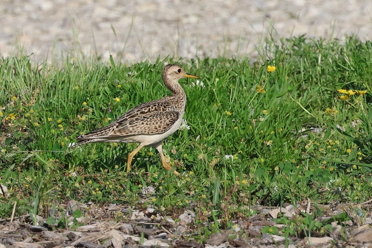 Upland Sandpiper - PJ Pulliam