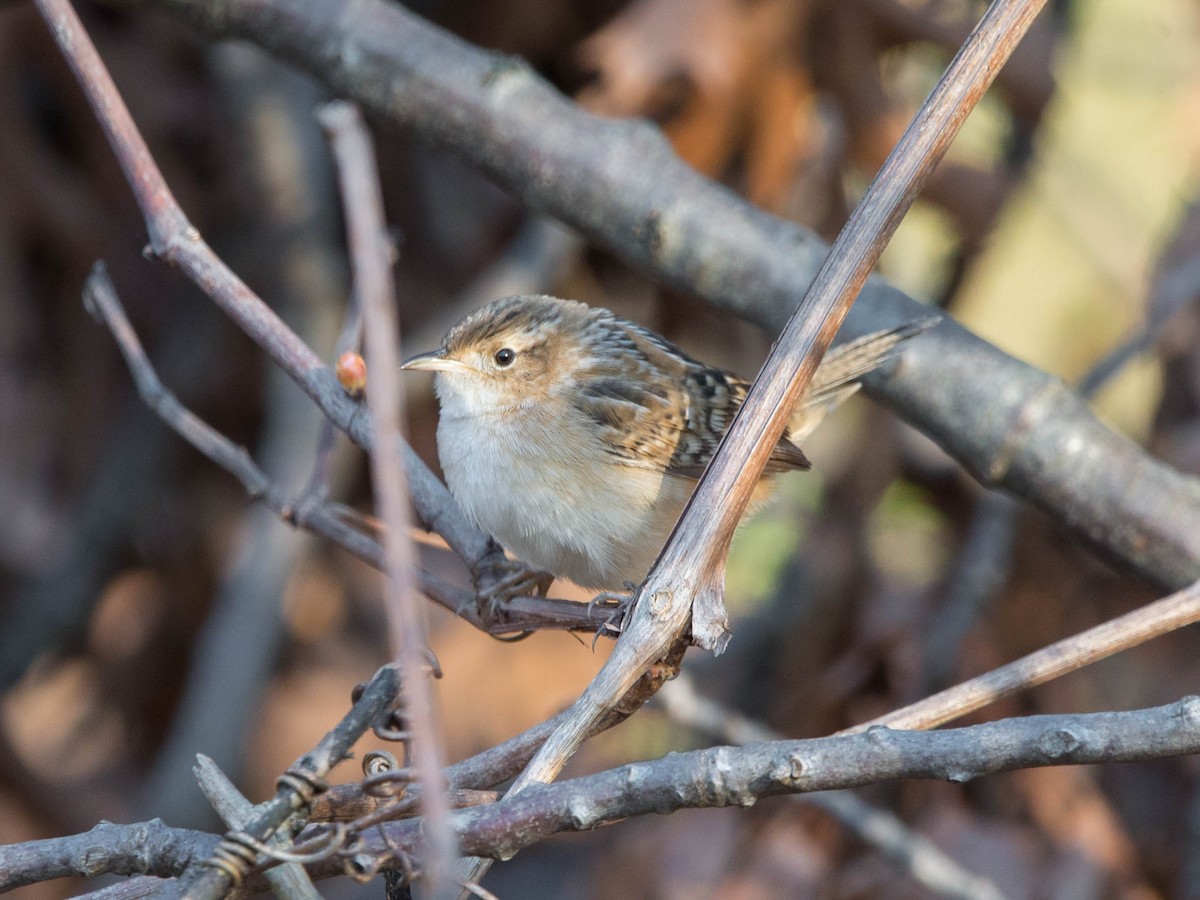 Sedge Wren - ML618291559