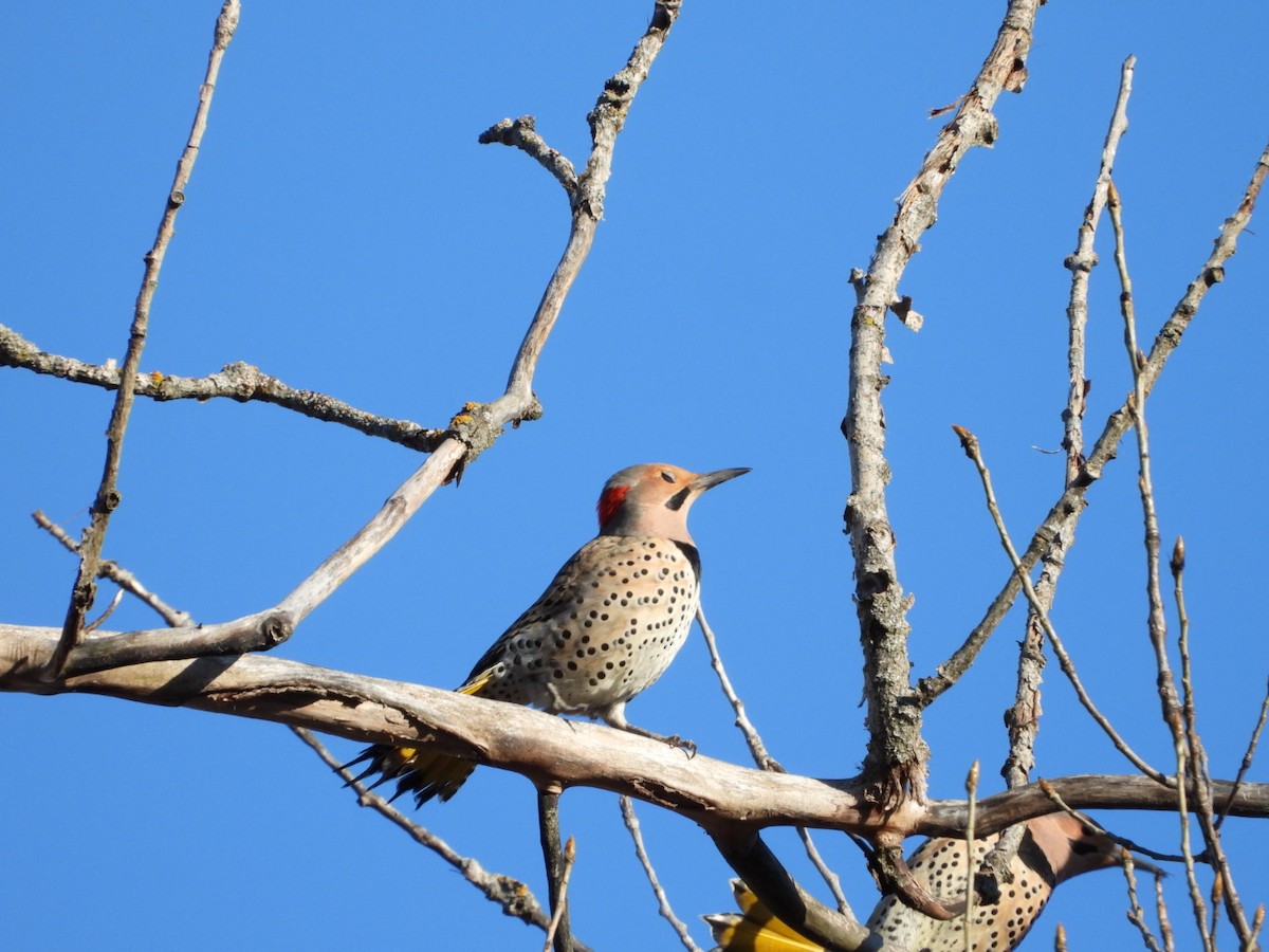 Northern Flicker - Olivier Dansereau