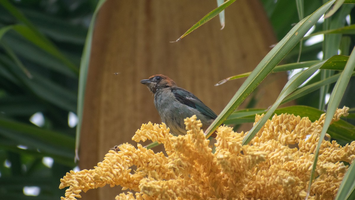 Chestnut-backed Tanager - Ludmila Berrueta