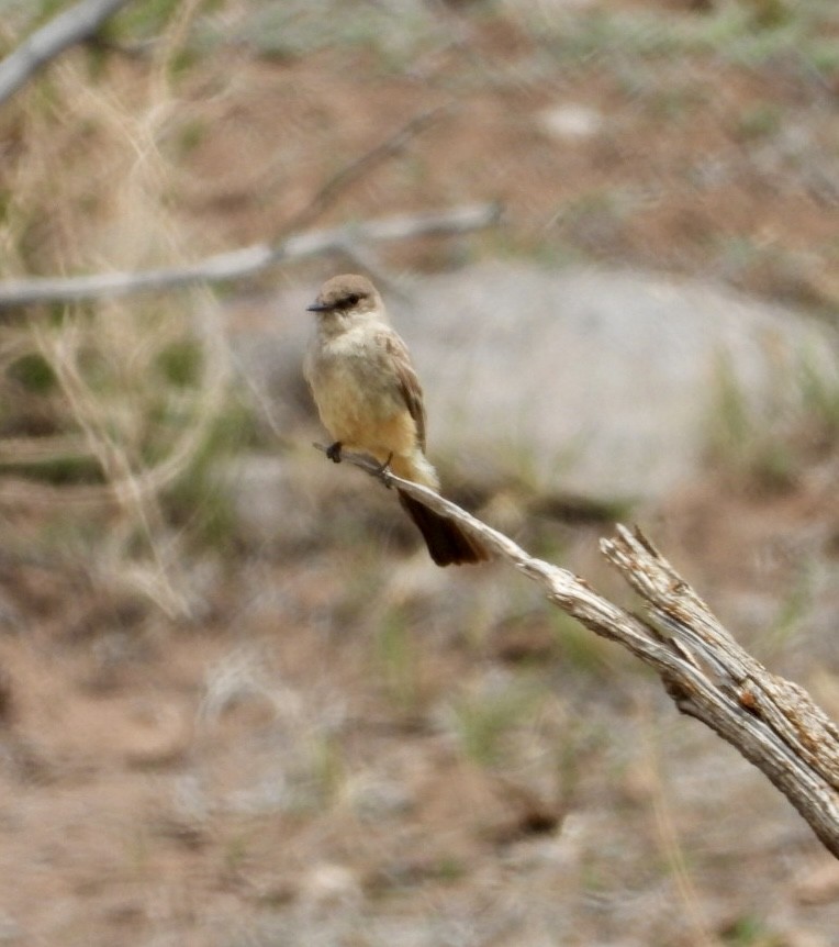 Say's Phoebe - ML618291585