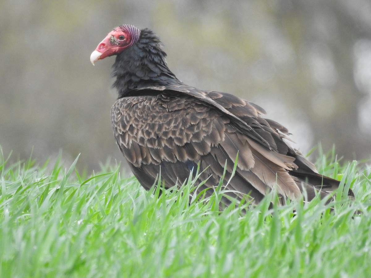 Turkey Vulture - Connor Langan