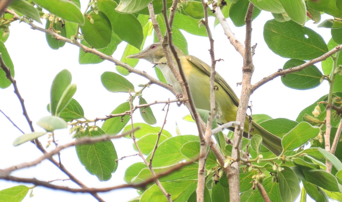 Gelbflankenvireo - ML618291590