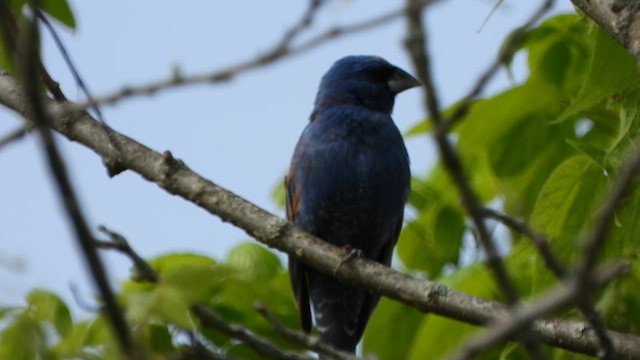 Blue Grosbeak - ML618291591