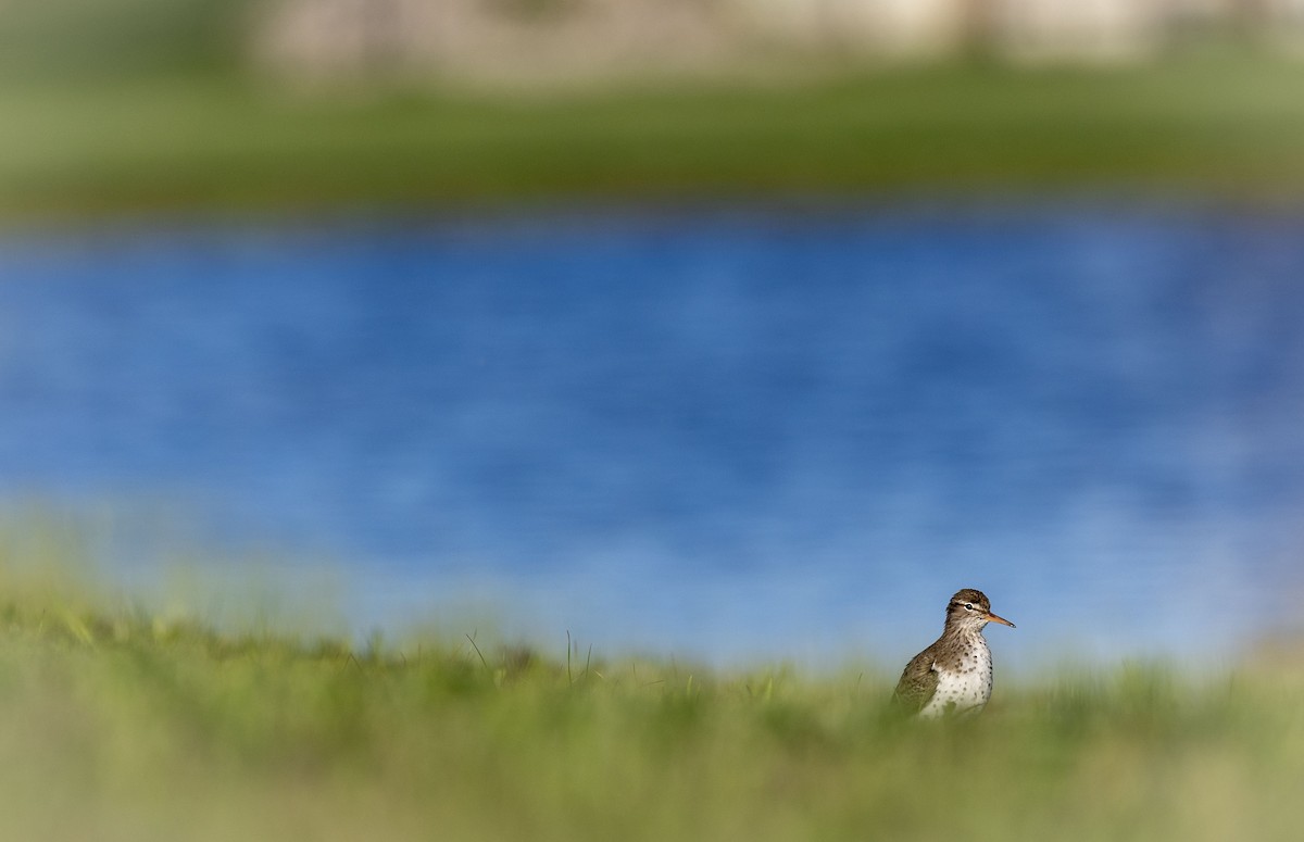 Spotted Sandpiper - Lonny Garris