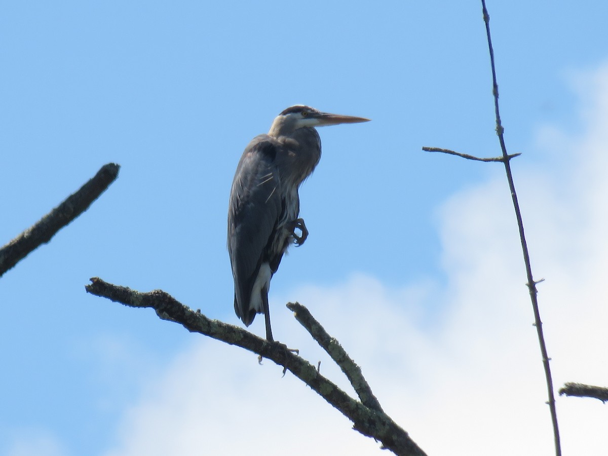 Great Blue Heron - d w