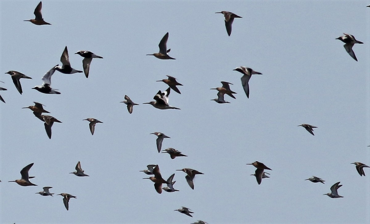 tanımsız Charadriiformes sp. - ML61829161