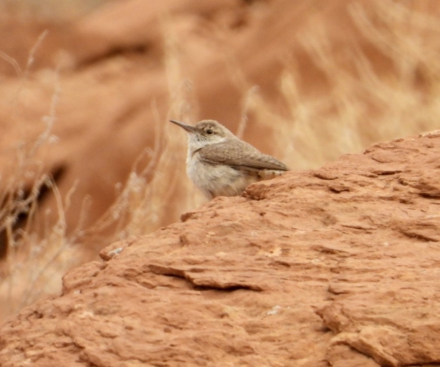 Rock Wren - Erin Jones