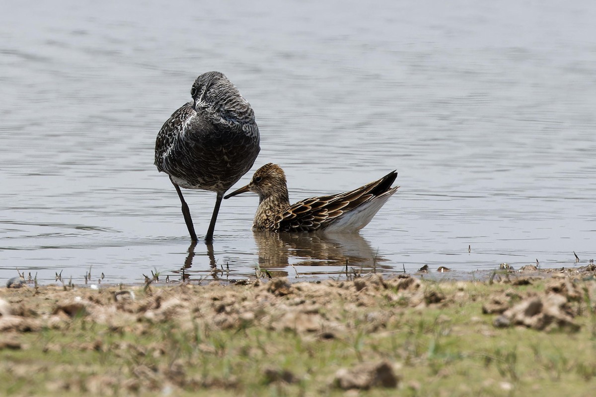 Pectoral Sandpiper - Paul Passant