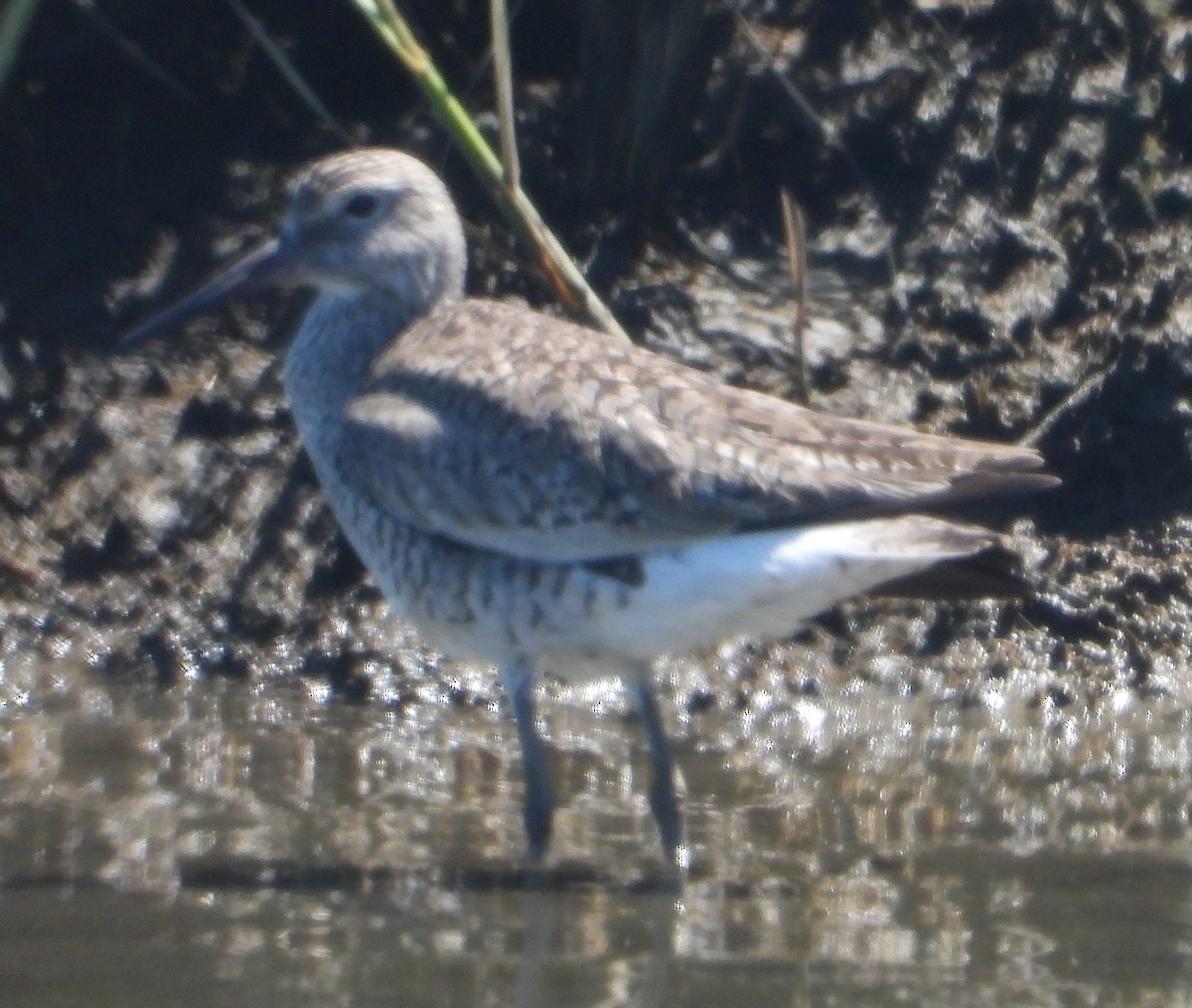 Willet - Rodney Macready