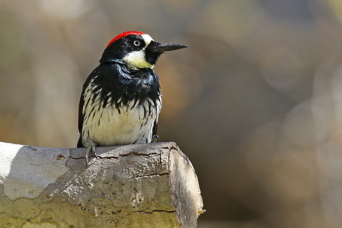 Acorn Woodpecker - ML618291622