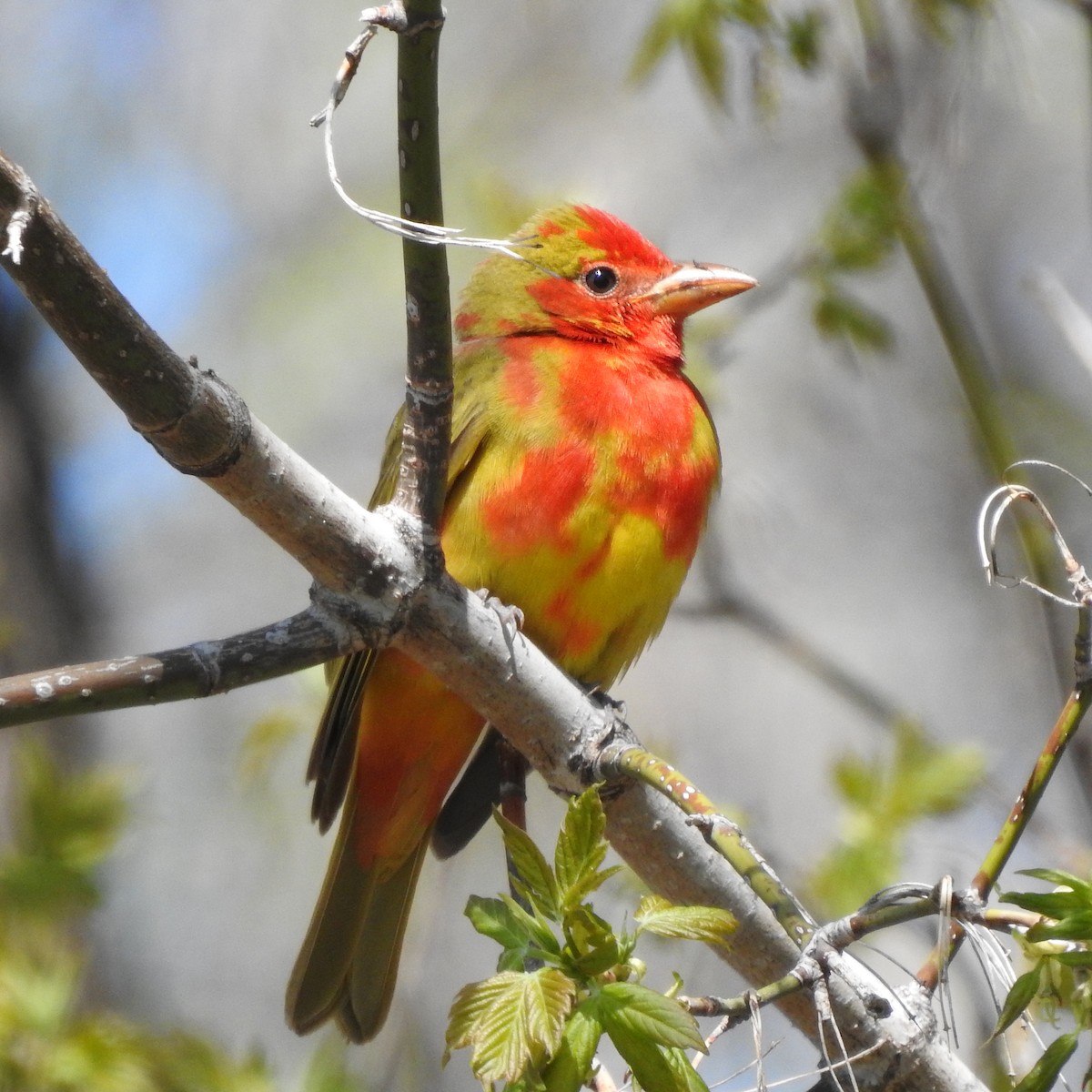 Summer Tanager - Dan Mason