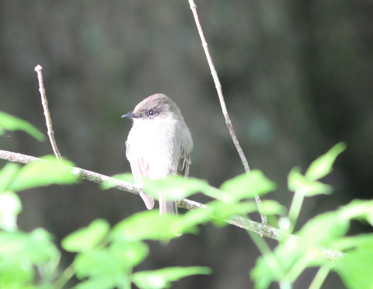 Eastern Phoebe - Karen Lucas