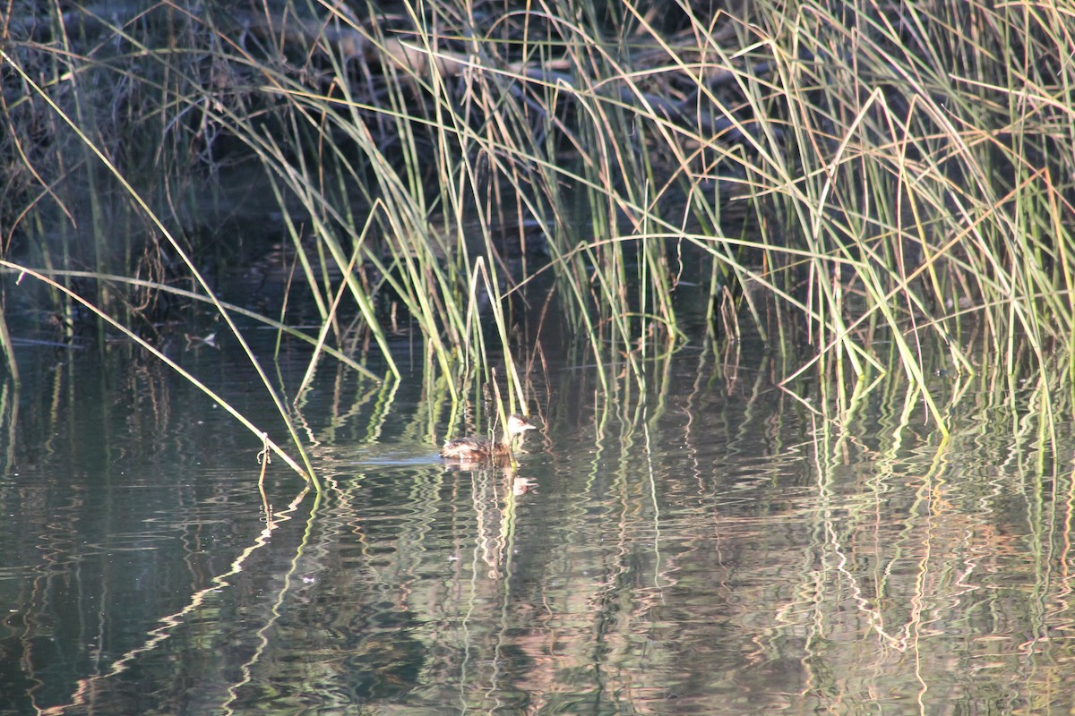 White-tufted Grebe - Armando Aranela