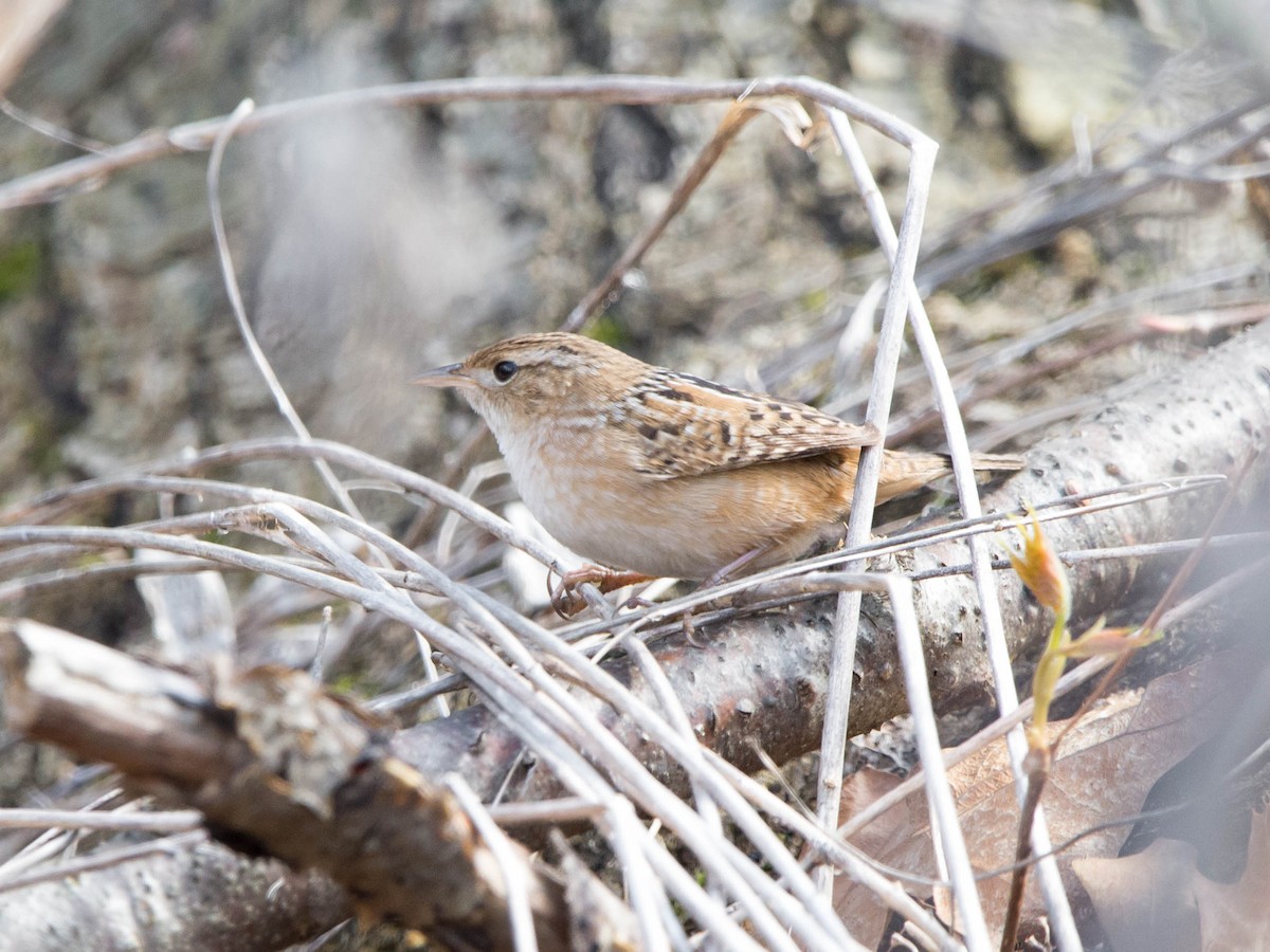Sedge Wren - ML618291650