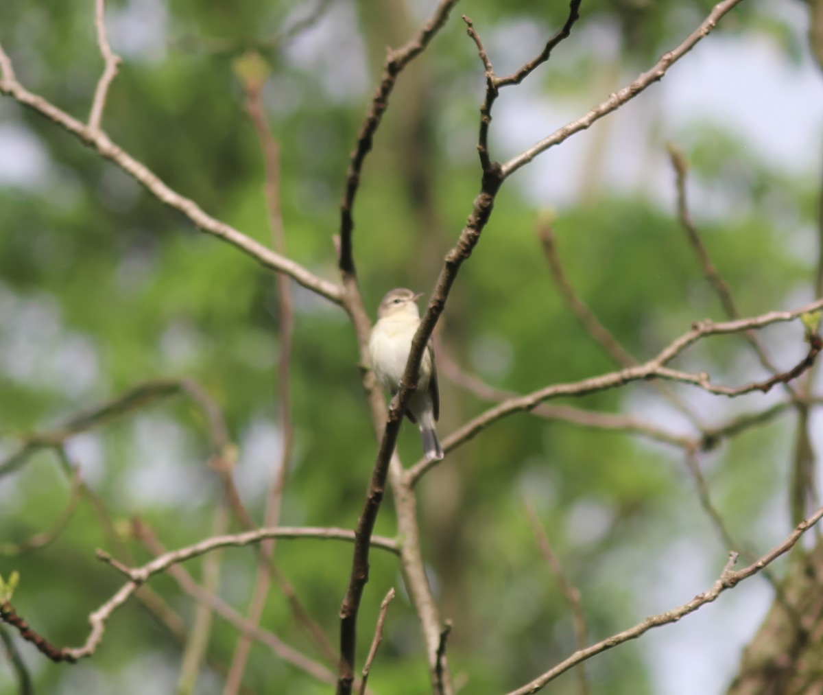 Warbling Vireo - Karen Lucas