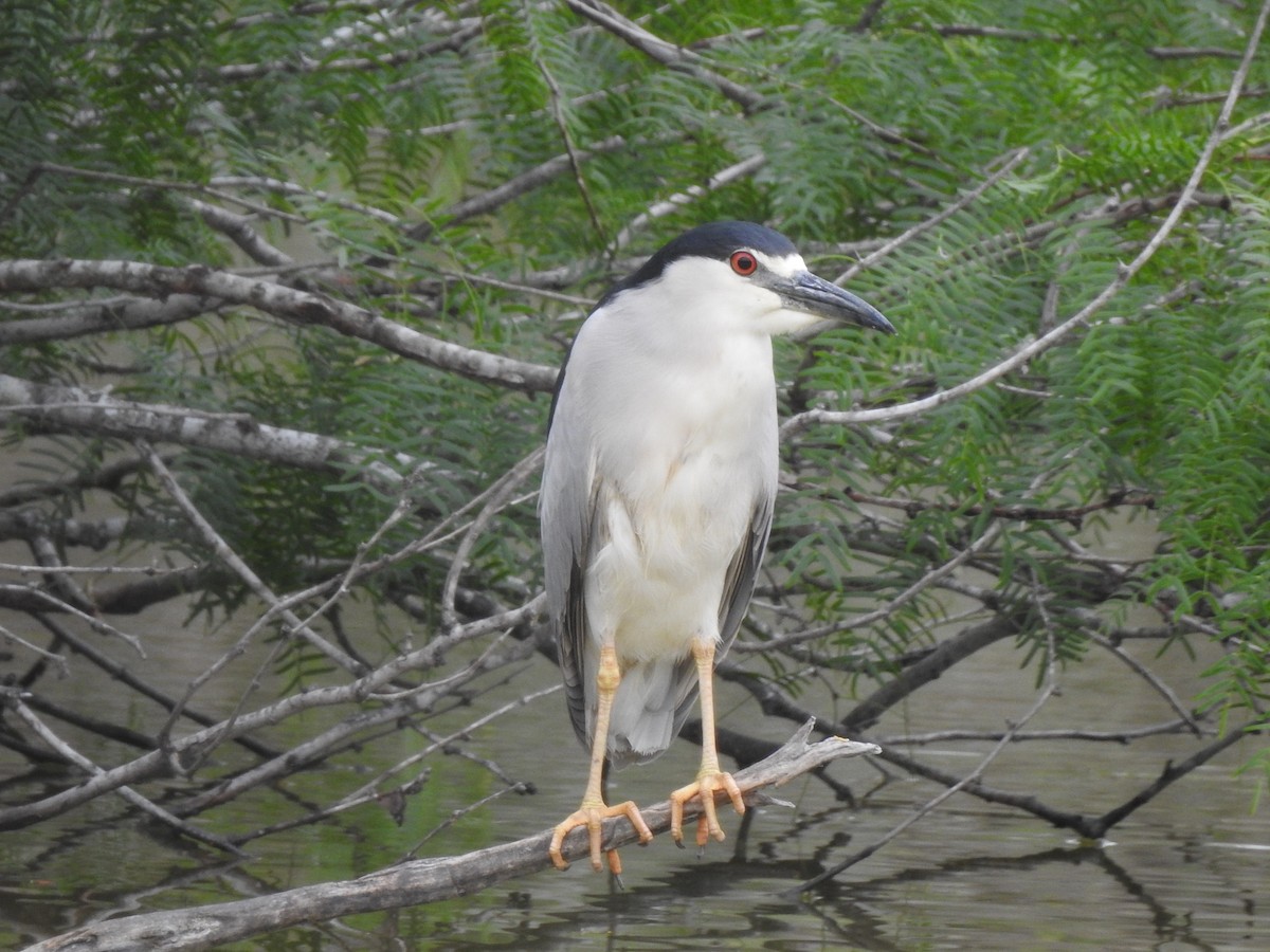 Black-crowned Night Heron - ML618291652