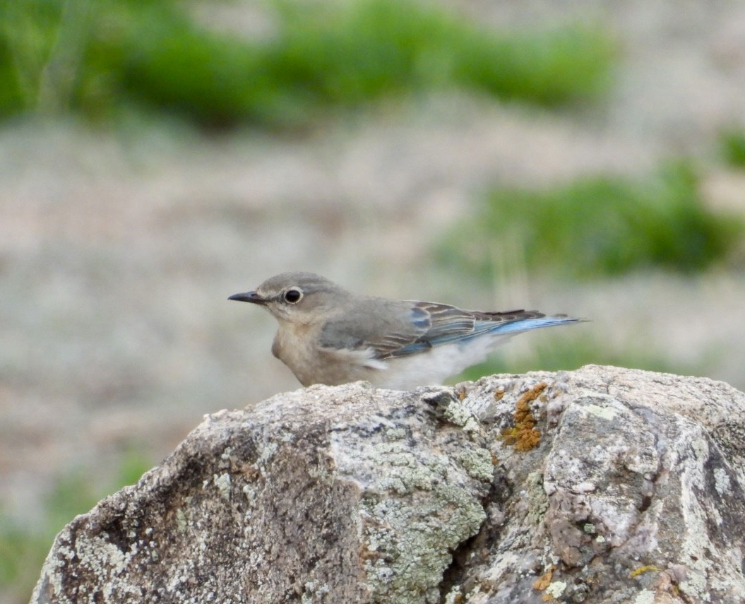 Mountain Bluebird - Erin Jones