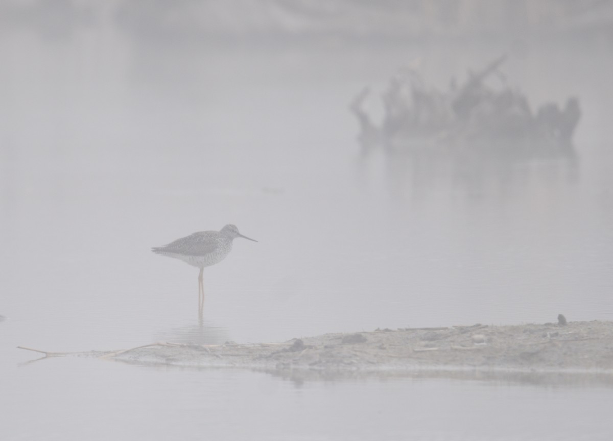 Greater Yellowlegs - Steven McClellan