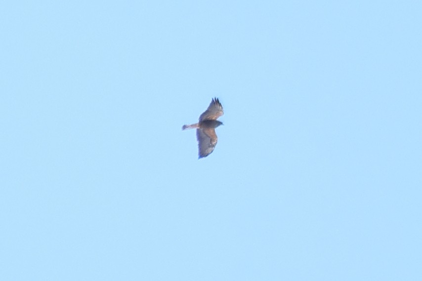 Swainson's Hawk - ML618291659