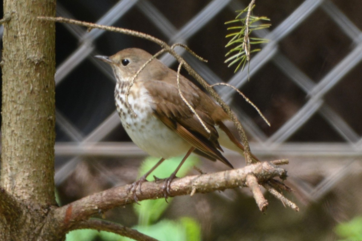 Hermit Thrush - Wendy Skirrow