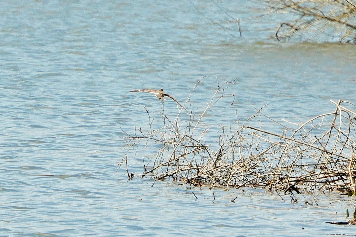 Spotted Sandpiper - Risë Foster-Bruder