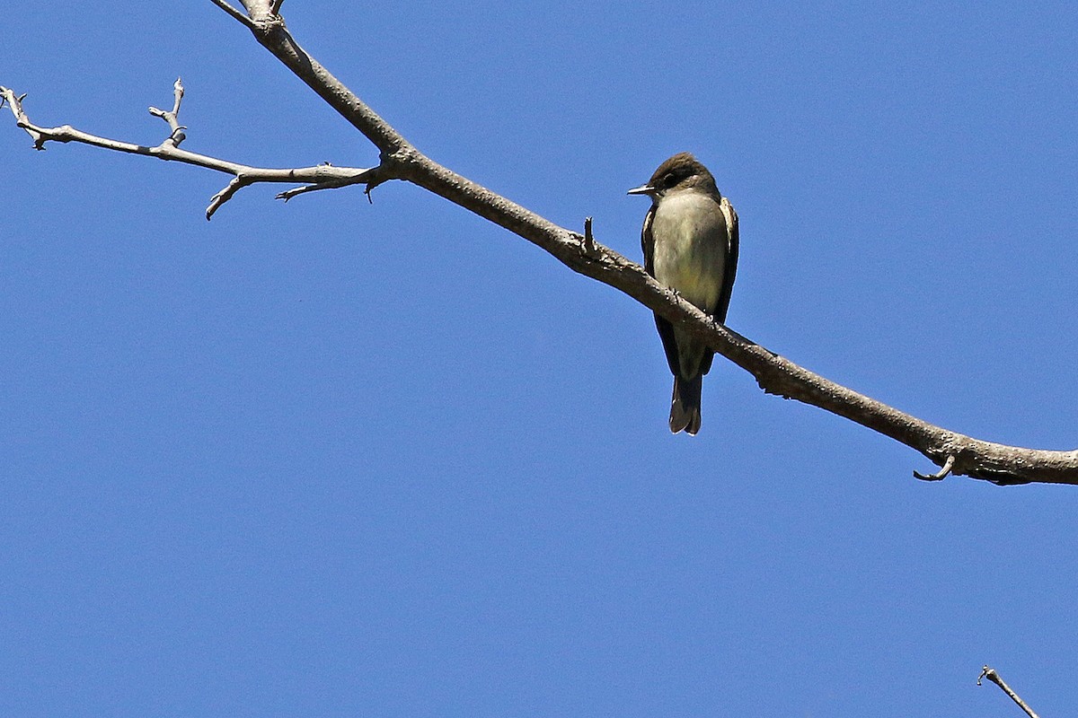 Olive-sided Flycatcher - Joan Tisdale