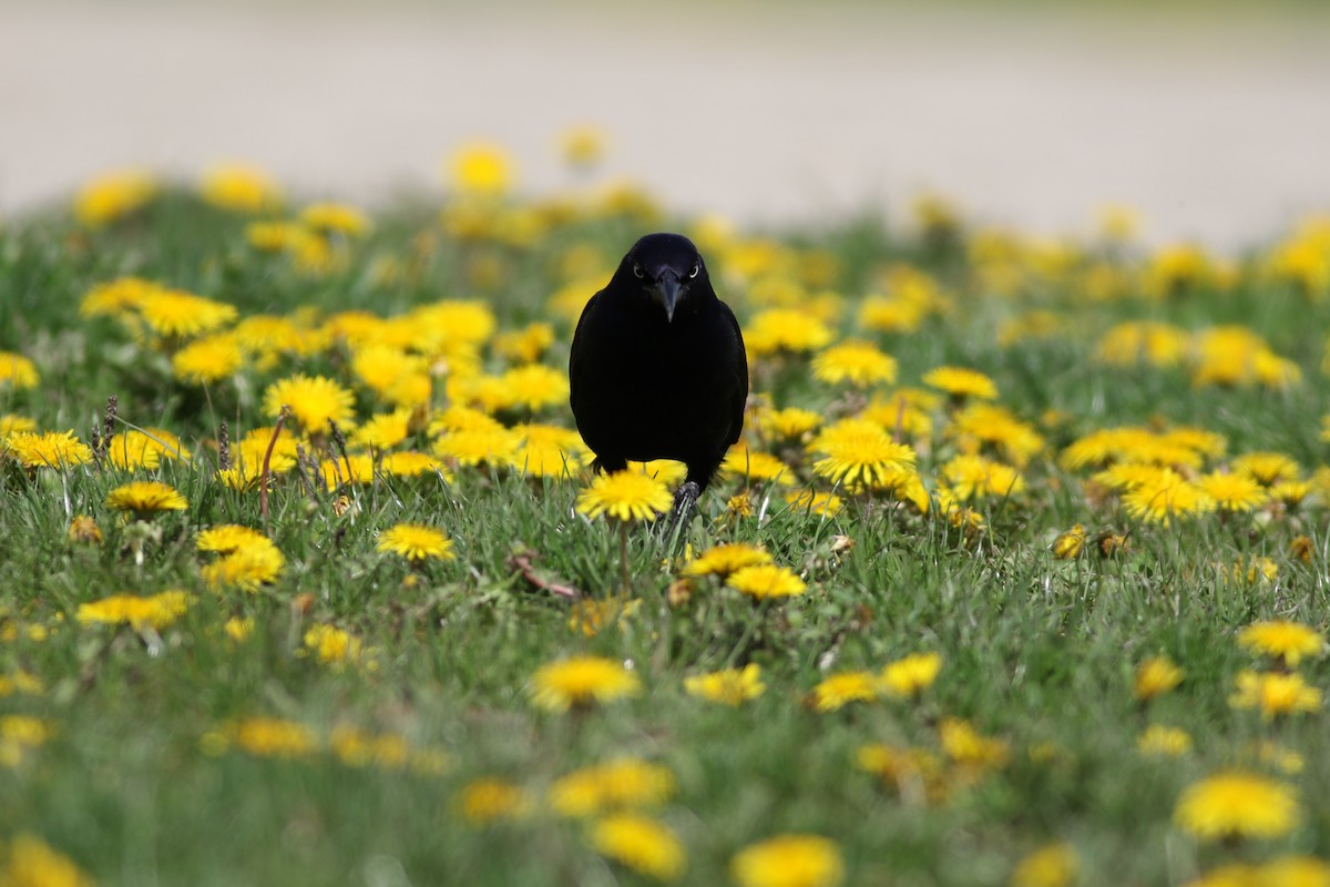 Common Grackle - Carl Leisegang