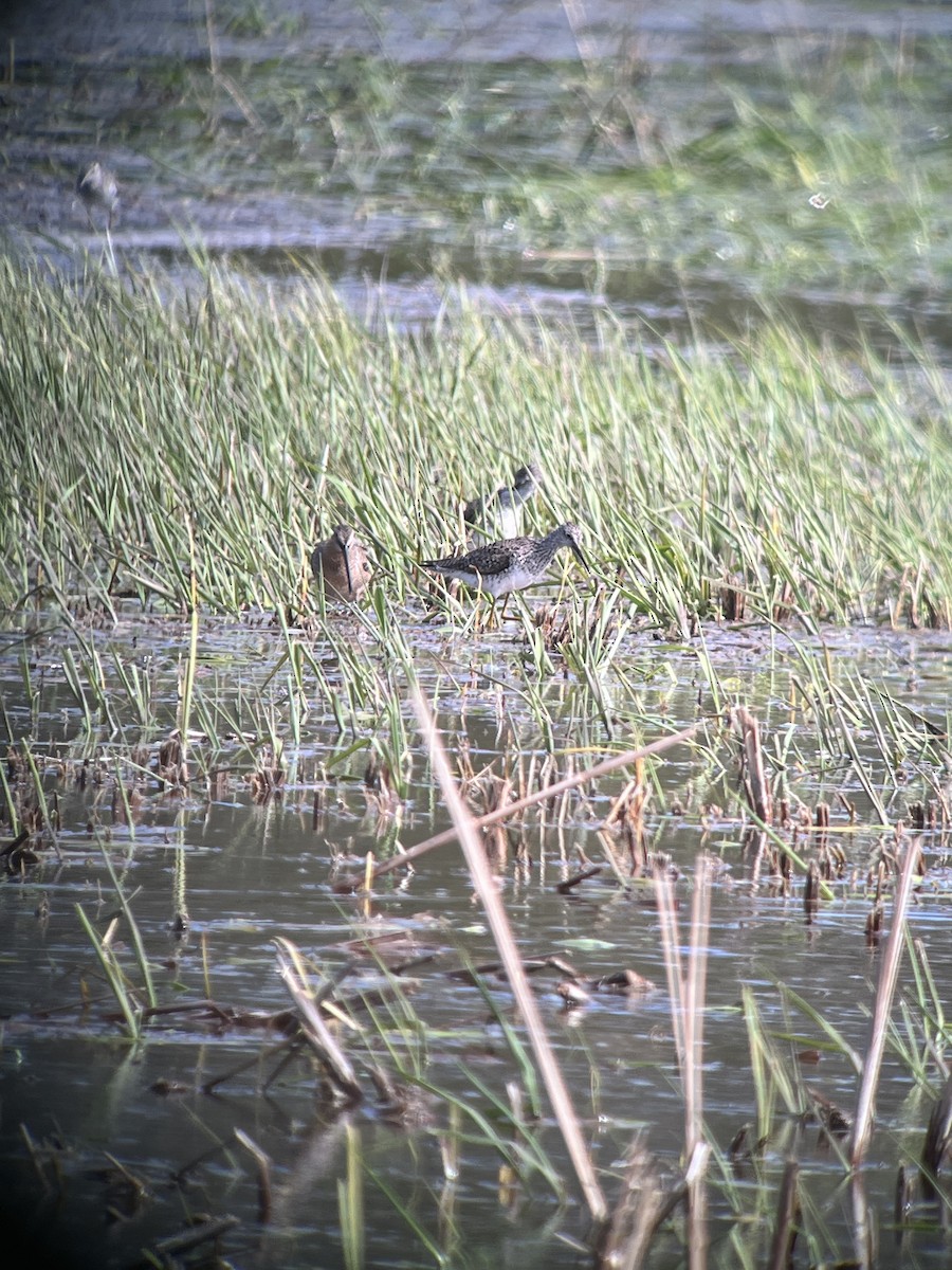 Lesser Yellowlegs - ML618291684