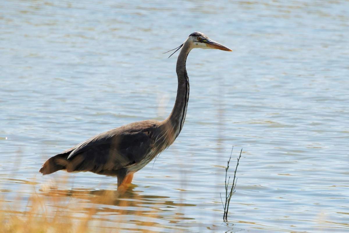 Great Blue Heron - Risë Foster-Bruder