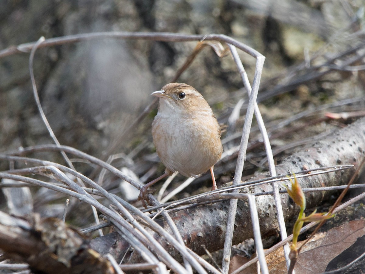 Sedge Wren - ML618291698