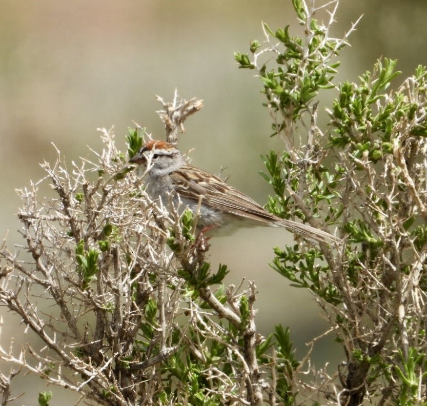 Chipping Sparrow - Erin Jones