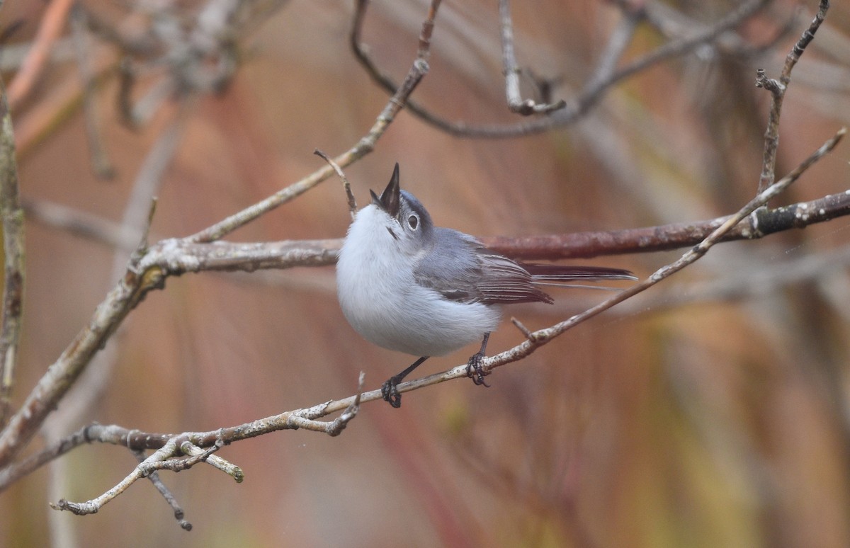 Blue-gray Gnatcatcher - Steven McClellan