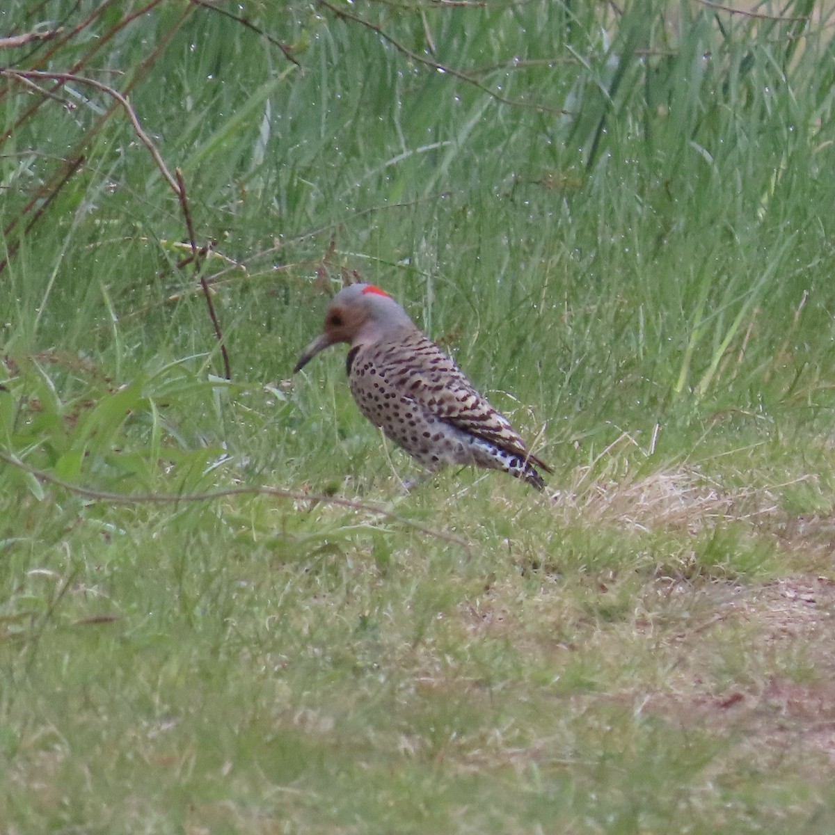 Northern Flicker - Laurel Smith