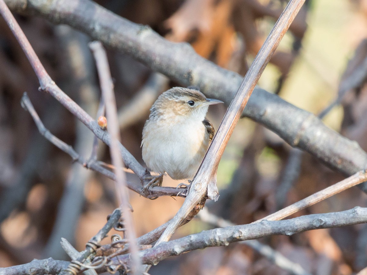 Sedge Wren - ML618291712